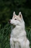 SIBERIAN HUSKY 954